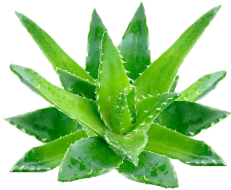 Reez Max Herbal